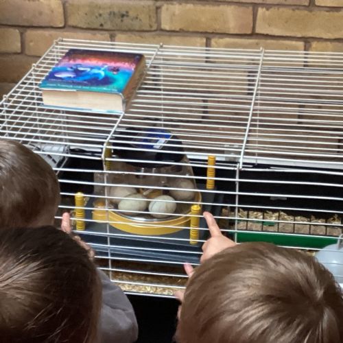 The Ducklings have hatched!