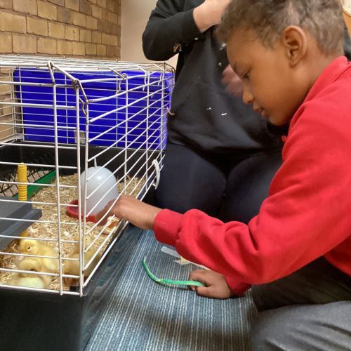 The ducklings have hatched and we love them!