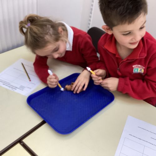 Week 8 - Exploring dinosaur poo!