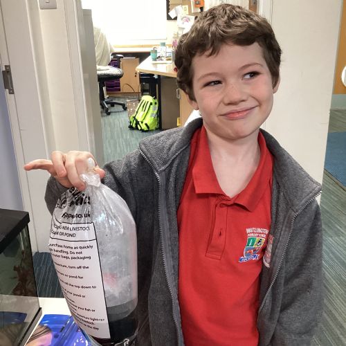 The Cherry Shrimps have arrived!