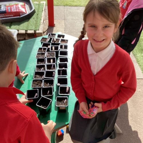 Term 4 - Week 3 - Planting cress seeds